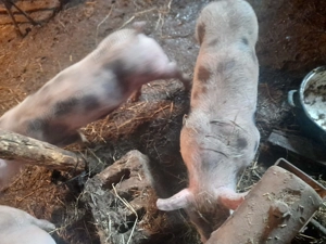 purcei de vinzare - imagine 3