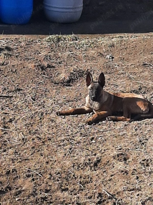 Ciobanesc Belgian Malinois