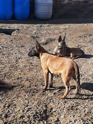 Ciobanesc Belgian Malinois - imagine 2