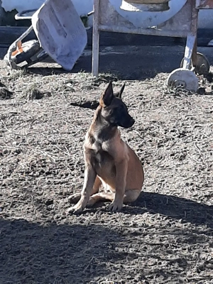 Ciobanesc Belgian Malinois - imagine 3