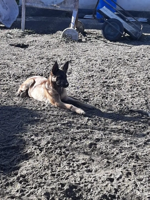 Ciobanesc Belgian Malinois - imagine 4