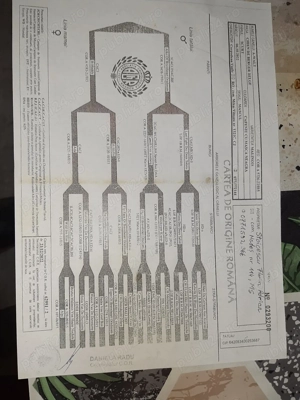 Ciobanesc Belgian Malinois - imagine 5