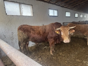 Vand taur Limousin   Limuzin