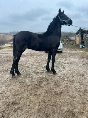 Manz Friesian  Frizian - imagine 2