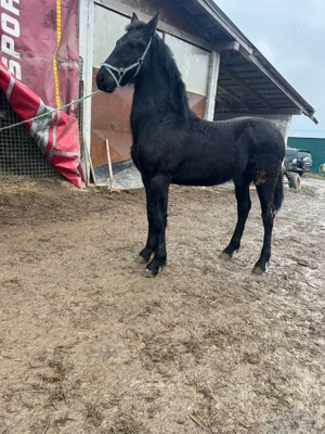 Manz Friesian  Frizian