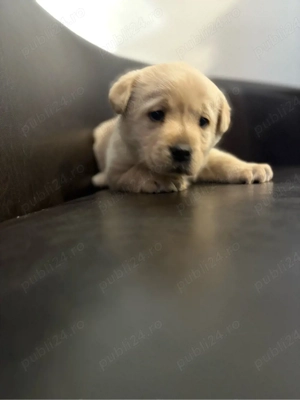 pui de labrador 
