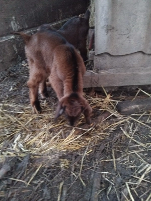 cine doreste iedut sau ieduta  - imagine 2