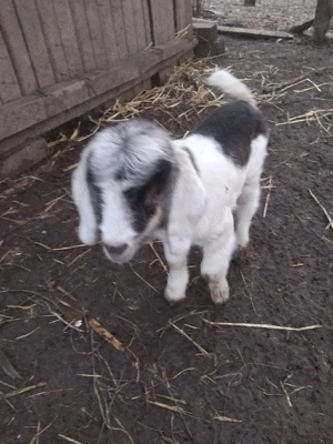 cine doreste iedut sau ieduta 