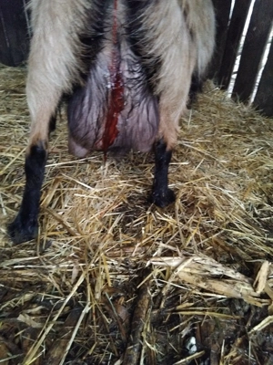 cine doreste iedut sau ieduta  - imagine 3