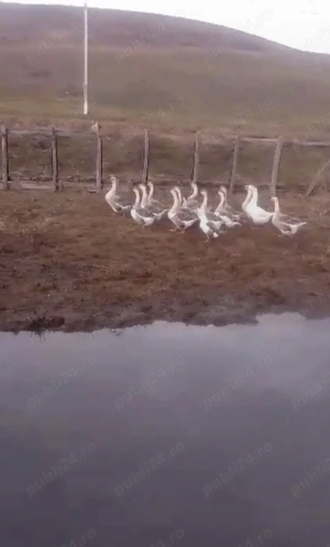 vand gaste clocitoare 