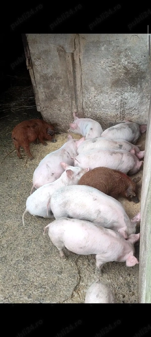 purcei marele alb x landrace  - imagine 2