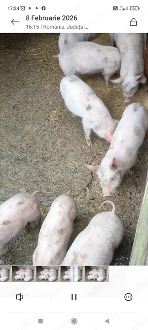 purcei marele alb x landrace 