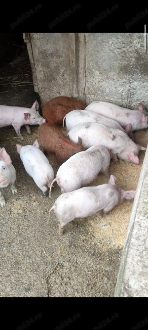 purcei marele alb x landrace  - imagine 3