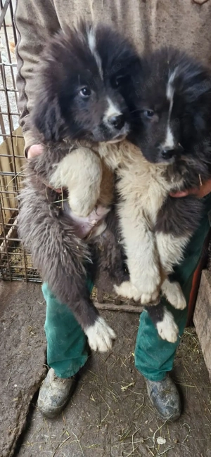 Pui ciobanesc de Bucovina  - imagine 4