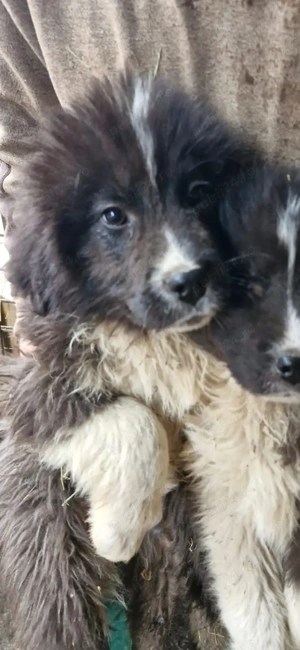 Pui ciobanesc de Bucovina  - imagine 2