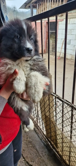 Pui ciobanesc de Bucovina  - imagine 5