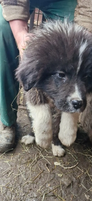 Pui ciobanesc de Bucovina  - imagine 3