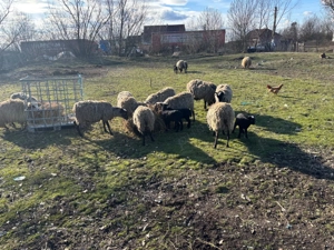 De vânzare! Oi și miei.  - imagine 2