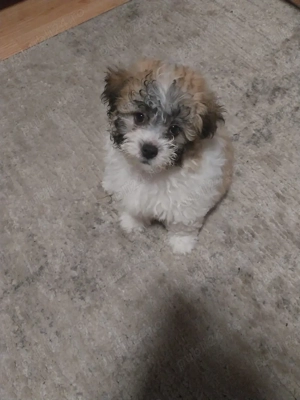    Căței Bichon Maltez 