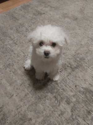    Căței Bichon Maltez 