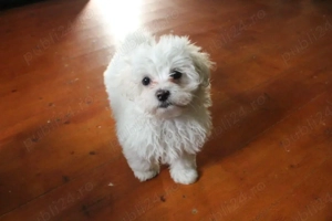 Bichon jucaus si iubitori - imagine 3