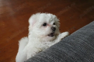 Bichon jucaus si iubitori - imagine 5