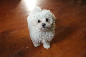 Bichon jucaus si iubitori - imagine 4