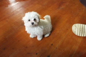 Bichon jucaus si iubitori