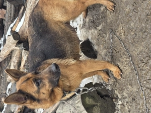 ciobănesc german - imagine 2