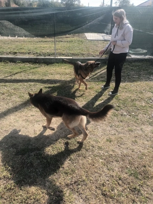 ciobănesc german - imagine 4