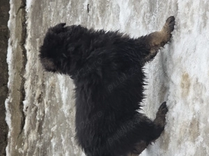 ciobănesc german - imagine 3