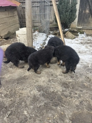 ciobănesc german - imagine 5