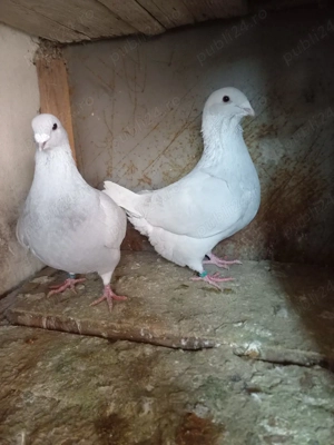 Porumbei standard romanesc! - imagine 2