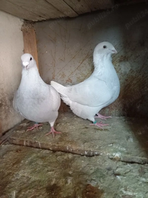 Porumbei standard romanesc!