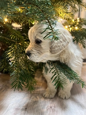 Pui Golden Retriever - imagine 4