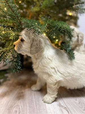 Pui Golden Retriever - imagine 2