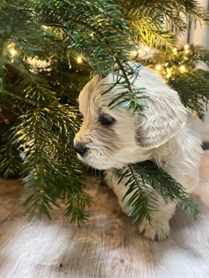 Pui Golden Retriever - imagine 3