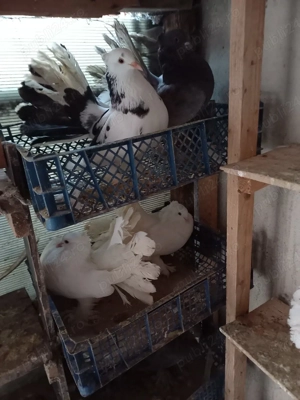 Porumbei voltați indieni! - imagine 2