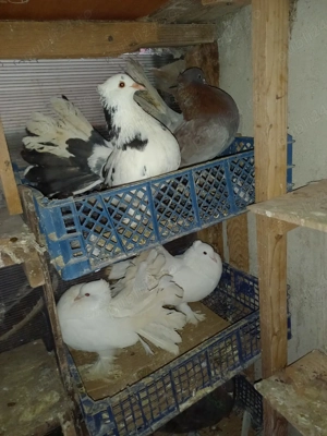 Porumbei voltați indieni! - imagine 4