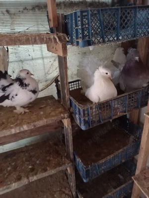 Porumbei voltați indieni! - imagine 3