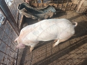 vând purcica - imagine 3