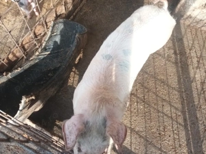 vând purcica - imagine 2