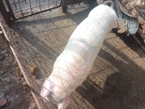 vând purcica - imagine 4