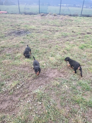 Copoi ardelenesc  - imagine 3