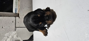 Copoi ardelenesc  - imagine 4