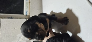 Copoi ardelenesc  - imagine 5