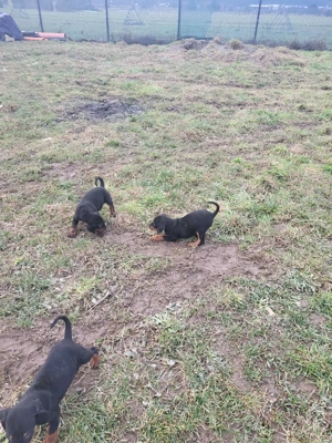 Copoi ardelenesc  - imagine 2