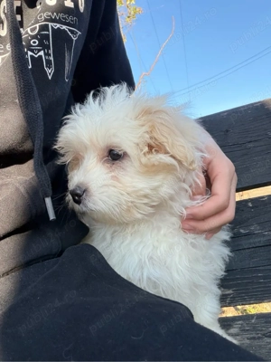 vand catel bichon 3luni