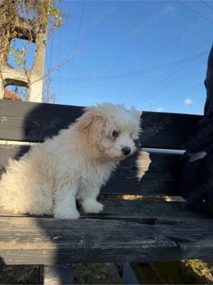 vand catel bichon 3luni - imagine 2