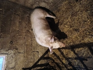 Vand 2 porci de carne - imagine 3